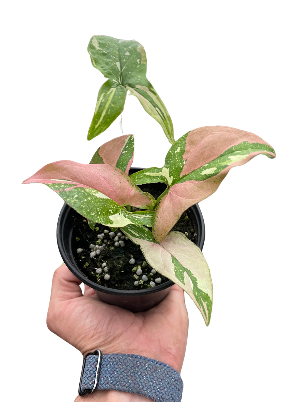 Syngonium 'Tricolor' - Holiday Corner
