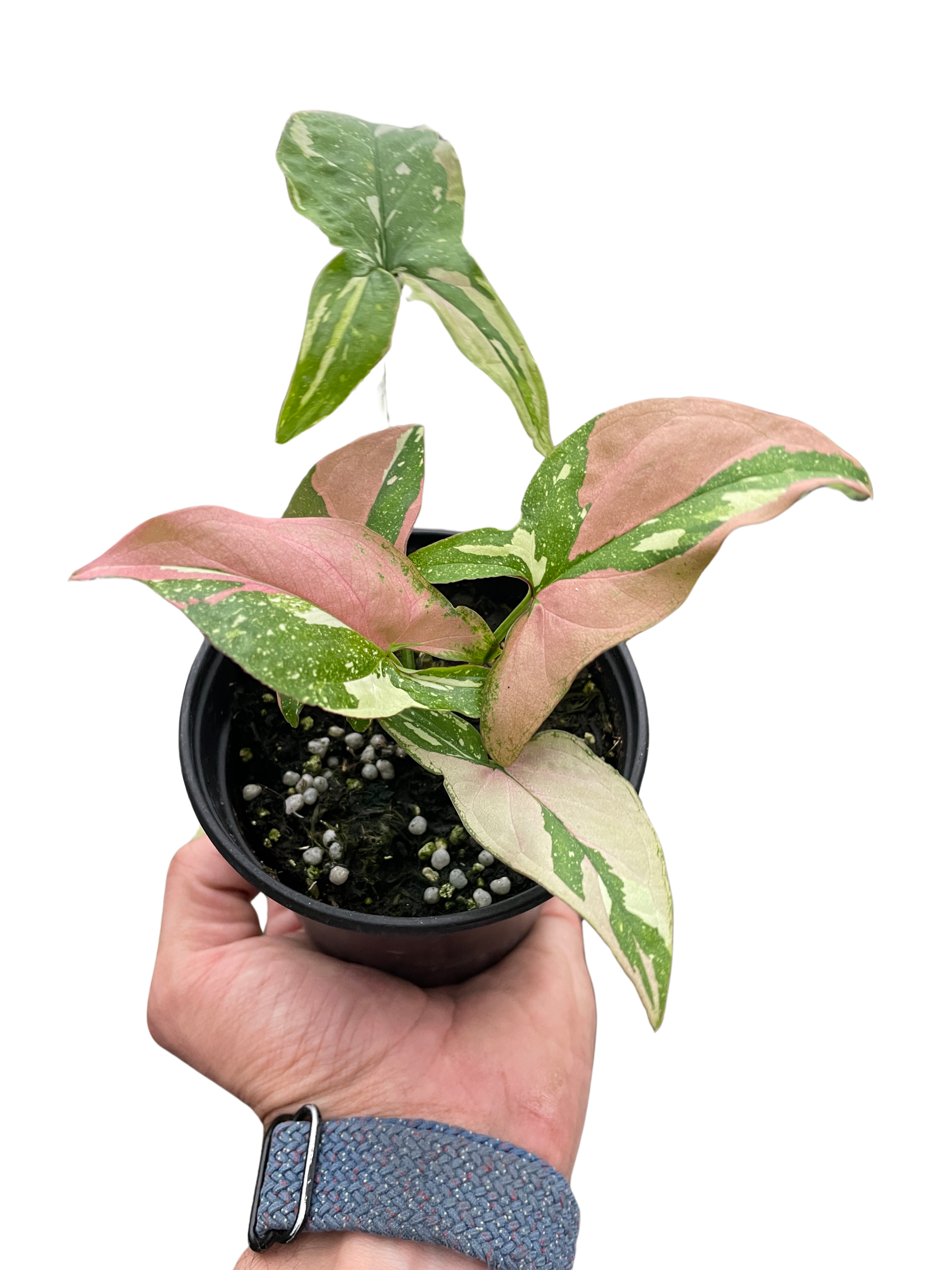 Syngonium 'Tricolor' - Holiday Corner