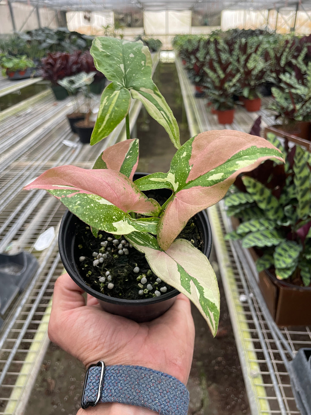 Syngonium 'Tricolor' - Holiday Corner