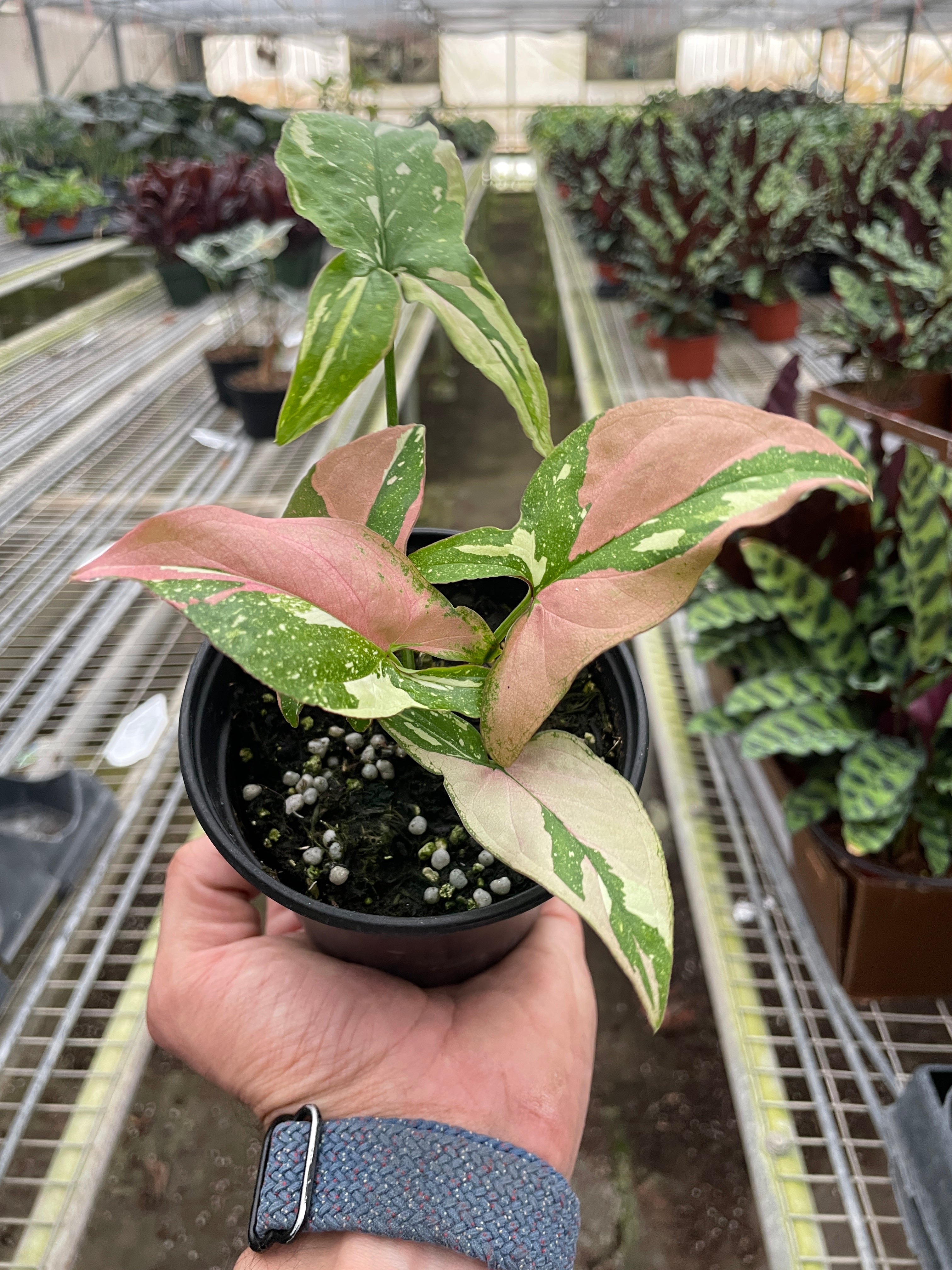 Syngonium 'Tricolor' - Holiday Corner