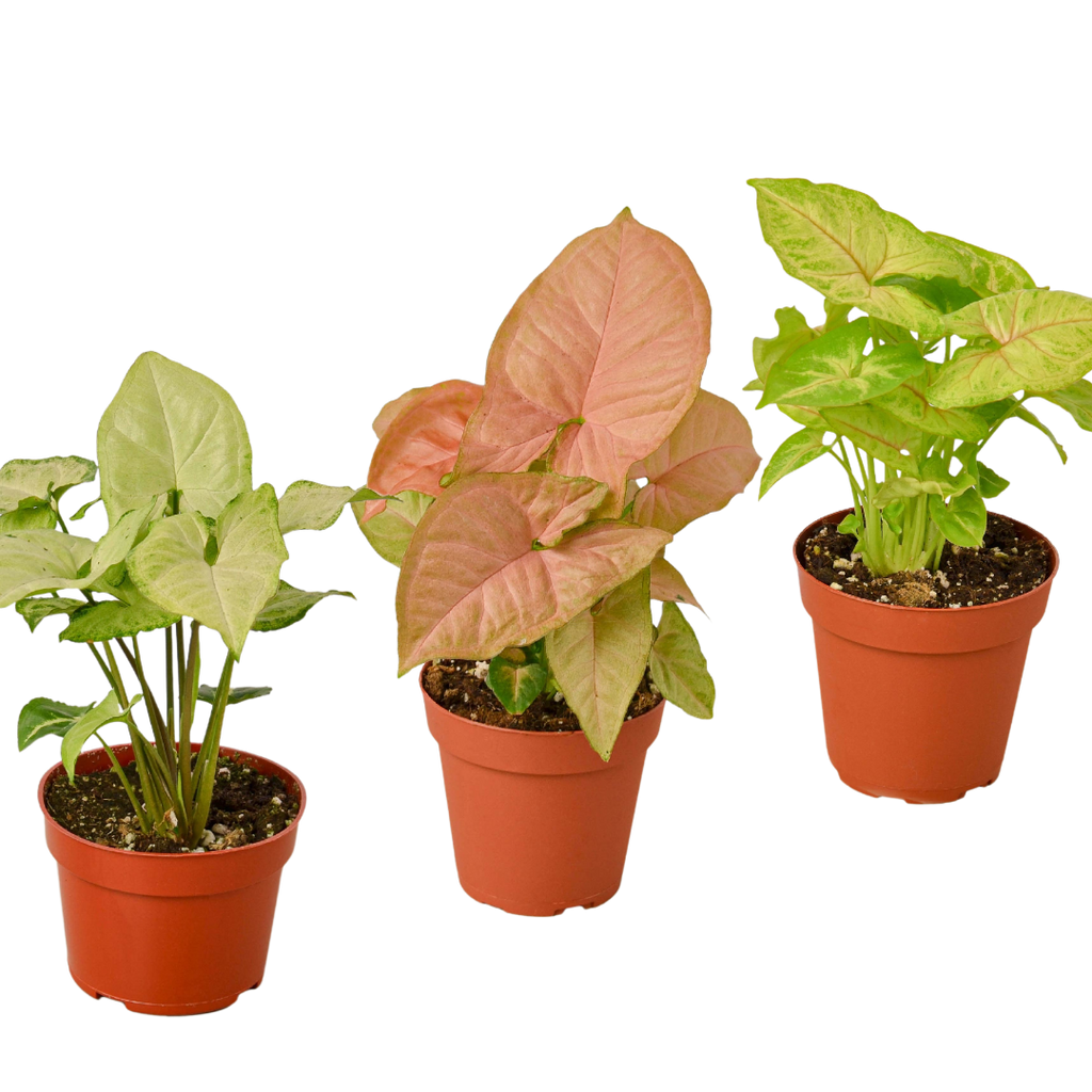 3 Different Syngonium Plants - Arrowhead Plants / 4" Pot / Live Plant - Holiday Corner