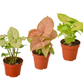 3 Different Syngonium Plants - Arrowhead Plants / 4" Pot / Live Plant - Holiday Corner