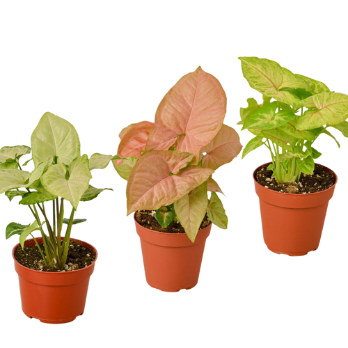 3 Different Syngonium Plants - Arrowhead Plants / 4" Pot / Live Plant - Holiday Corner