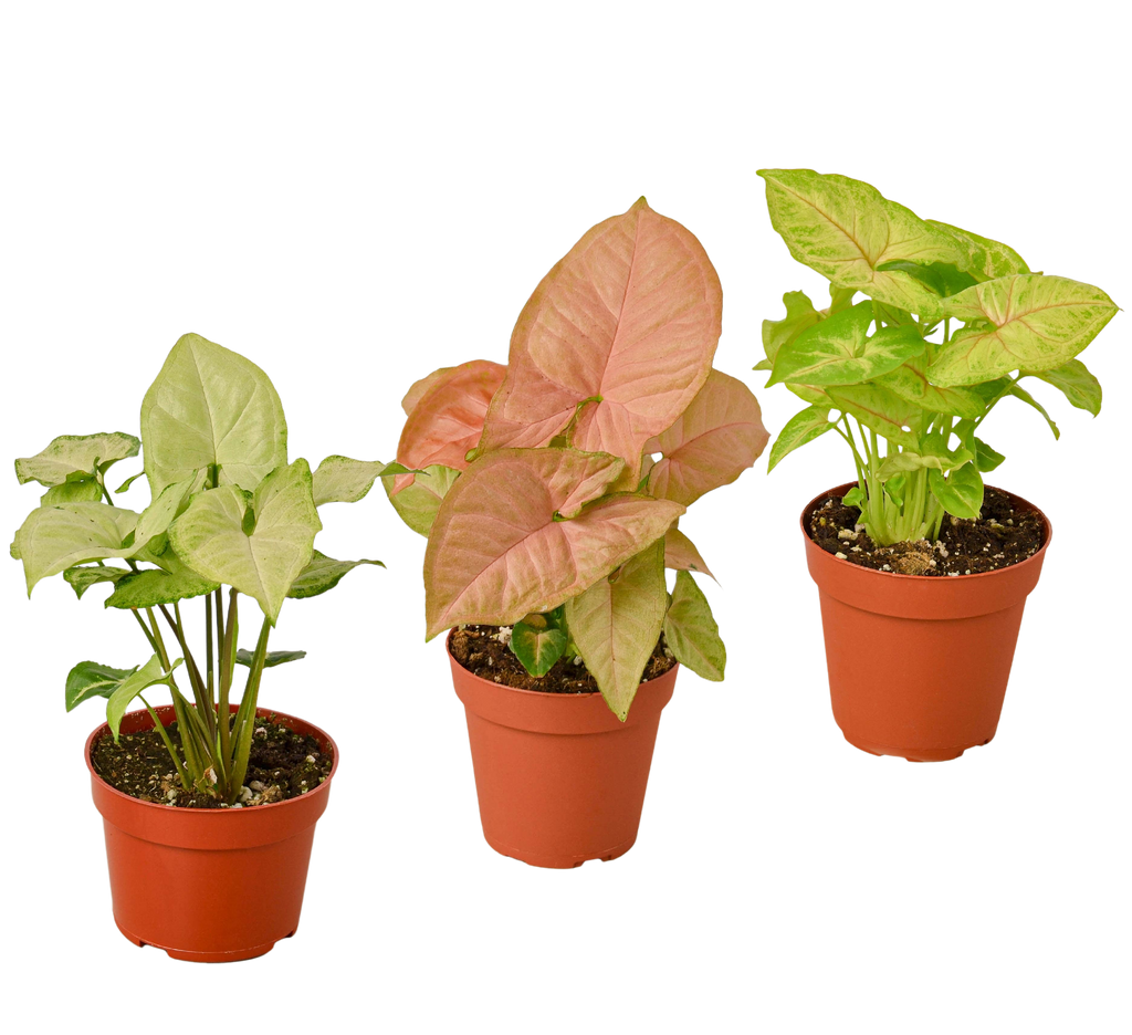3 Different Syngonium Plants - Arrowhead Plants / 4" Pot / Live Plant - Holiday Corner