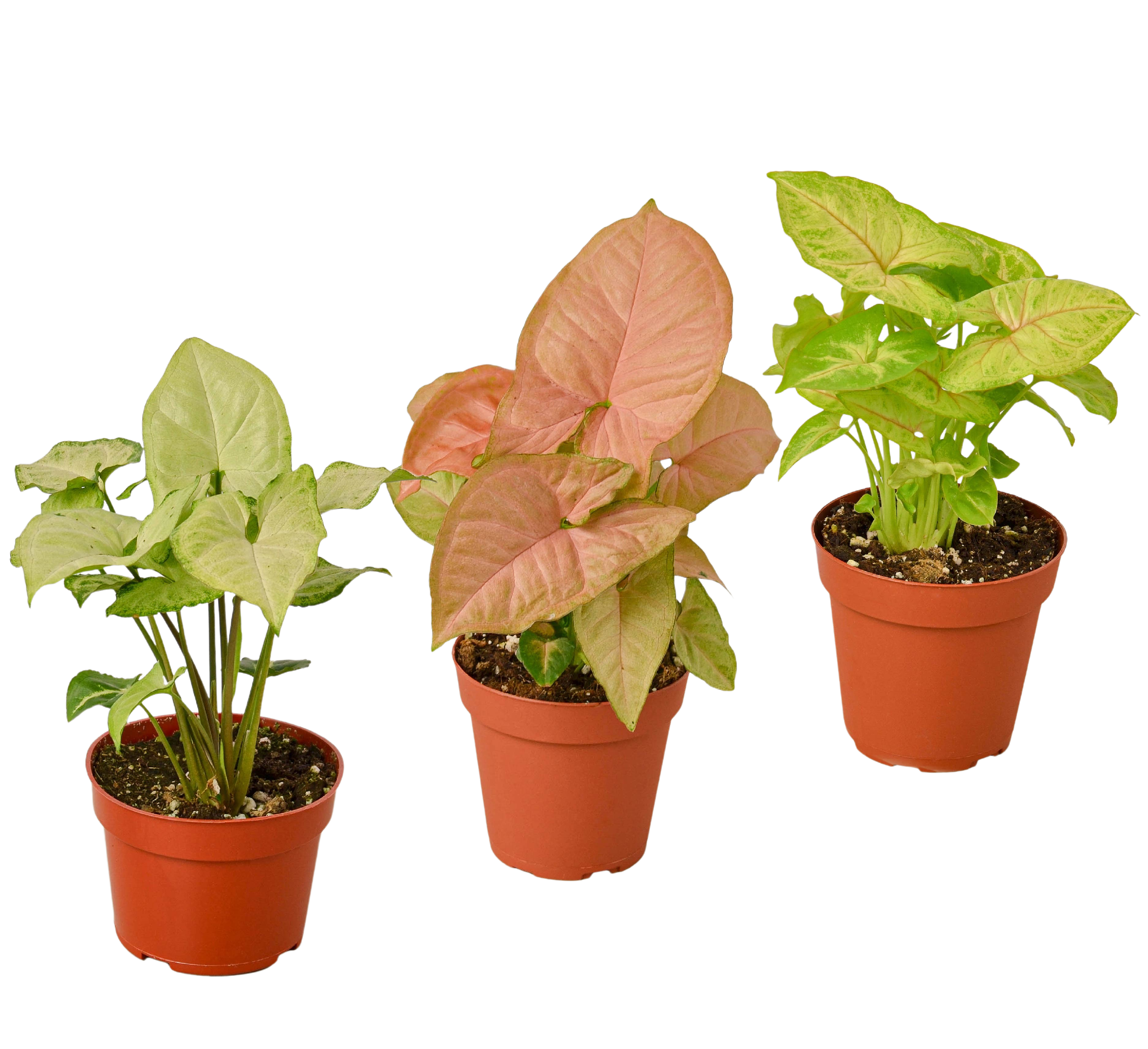 3 Different Syngonium Plants - Arrowhead Plants / 4" Pot / Live Plant - Holiday Corner