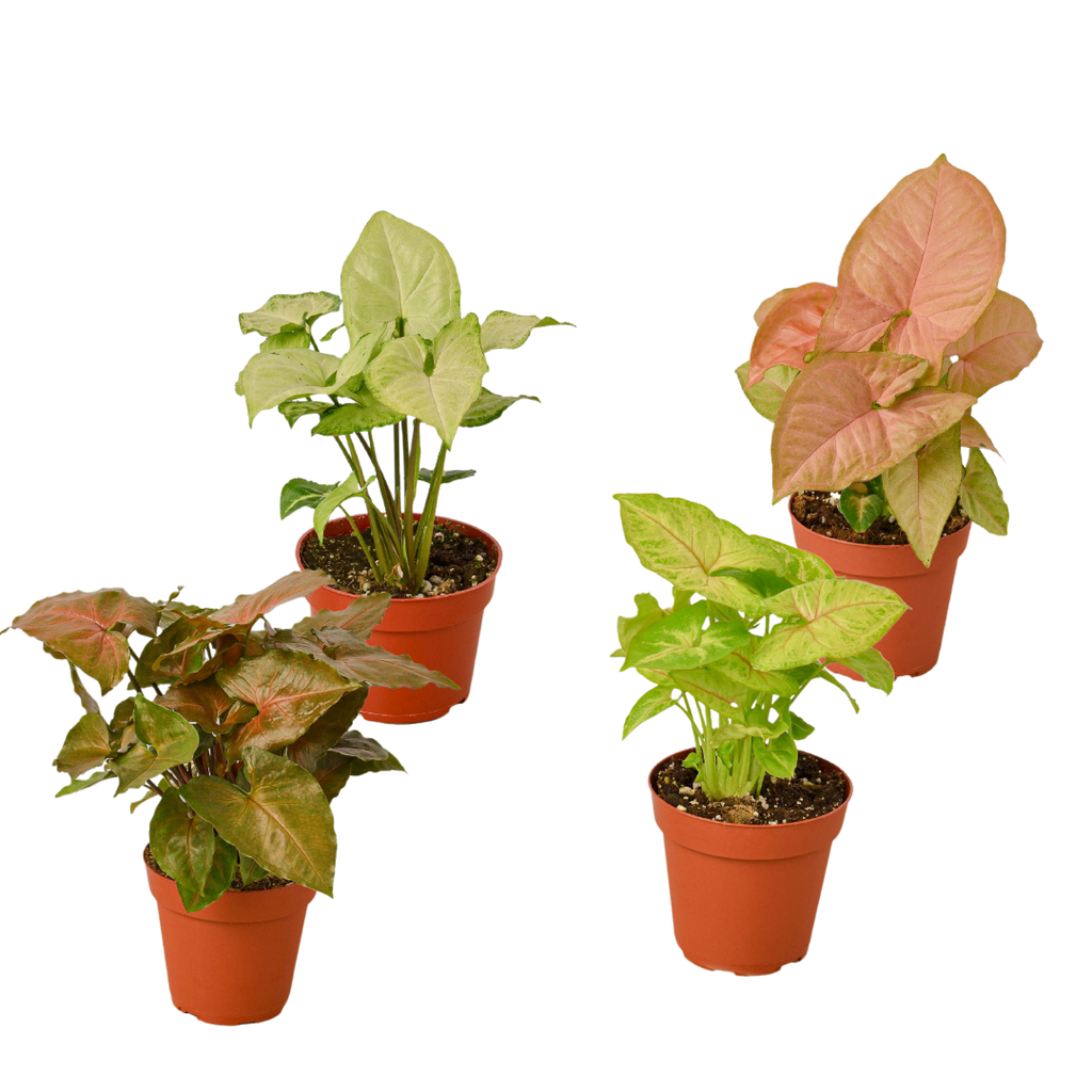 4 Different Syngonium Plants - Arrowhead Plants / 4" Pot / Live Plant - Holiday Corner
