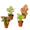 4 Different Syngonium Plants - Arrowhead Plants / 4" Pot / Live Plant - Holiday Corner