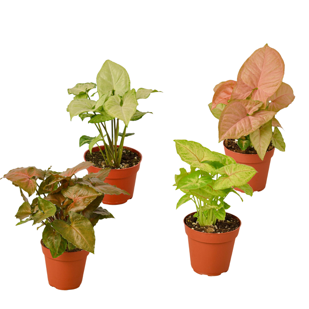 4 Different Syngonium Plants - Arrowhead Plants / 4" Pot / Live Plant - Holiday Corner
