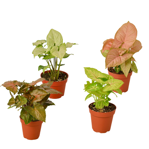 4 Different Syngonium Plants - Arrowhead Plants / 4" Pot / Live Plant - Holiday Corner