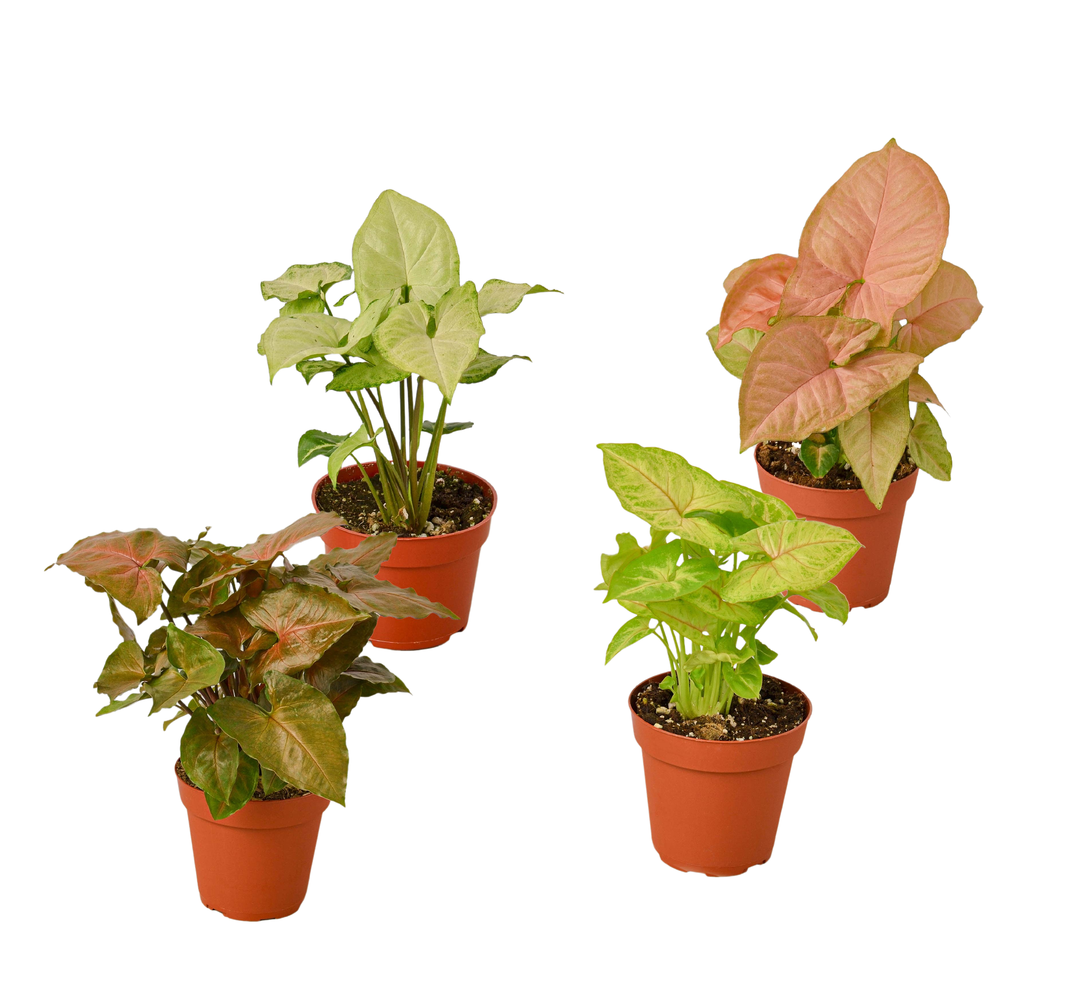 4 Different Syngonium Plants - Arrowhead Plants / 4" Pot / Live Plant - Holiday Corner
