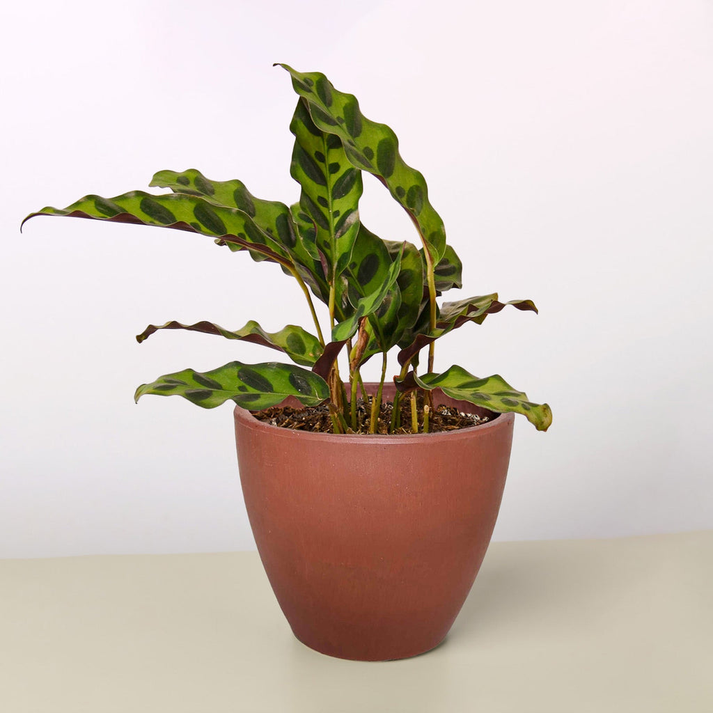Calathea Lancifolia 'Rattlesnake' - Holiday Corner