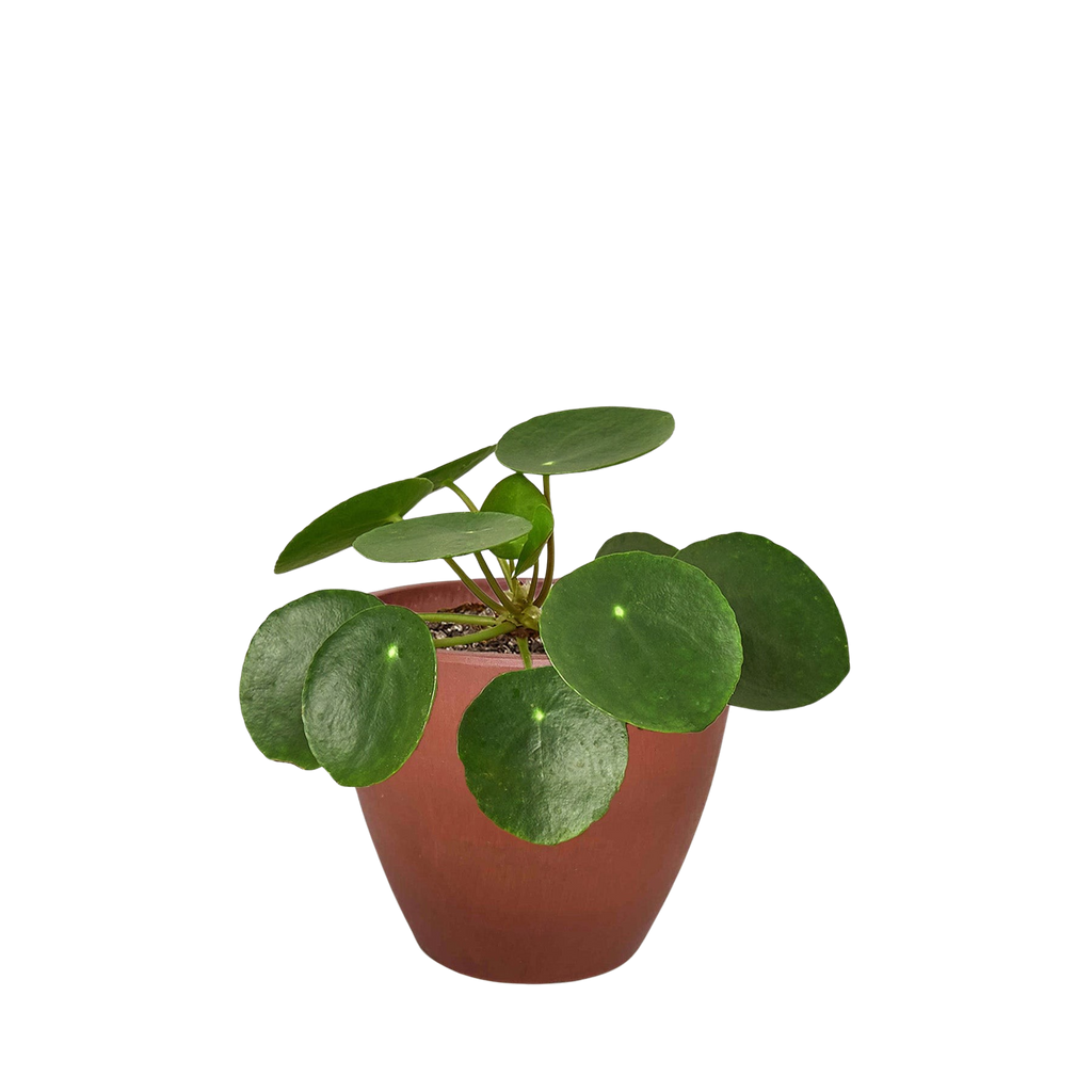 Pilea Peperomioides 'Chinese Money' - Holiday Corner