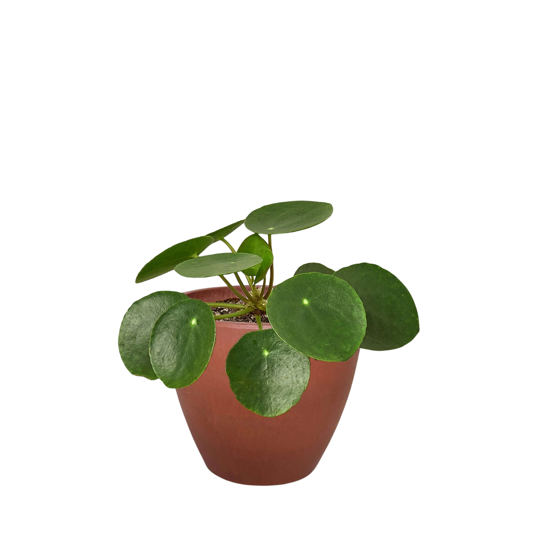 Pilea Peperomioides 'Chinese Money' - Holiday Corner