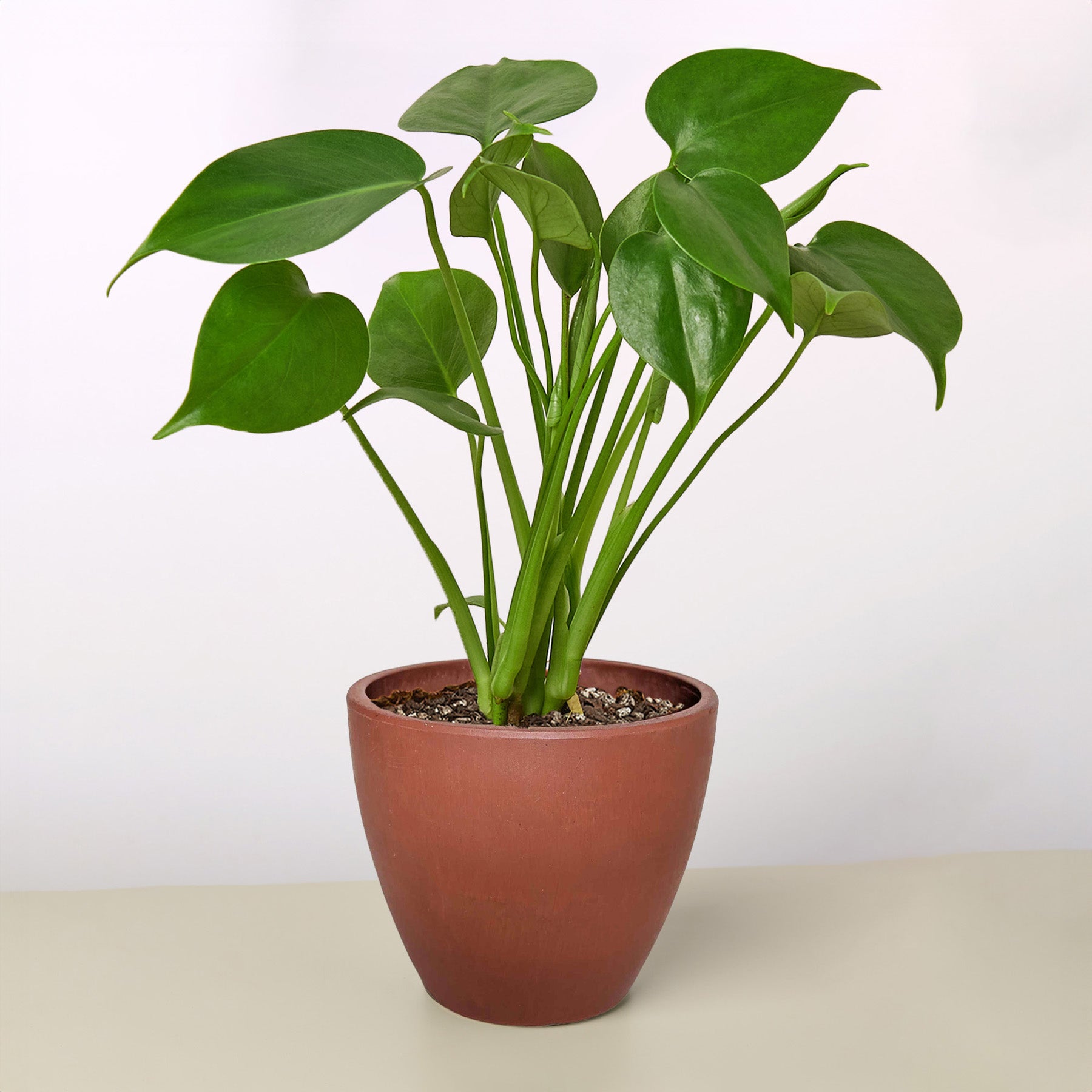 Monstera 'Split-Leaf' - Holiday Corner