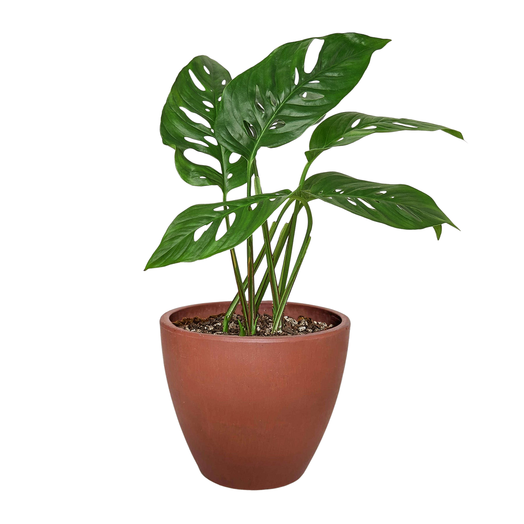 Monstera Adansonii 'Swiss Cheese' - Holiday Corner