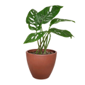 Monstera Adansonii 'Swiss Cheese' - Holiday Corner