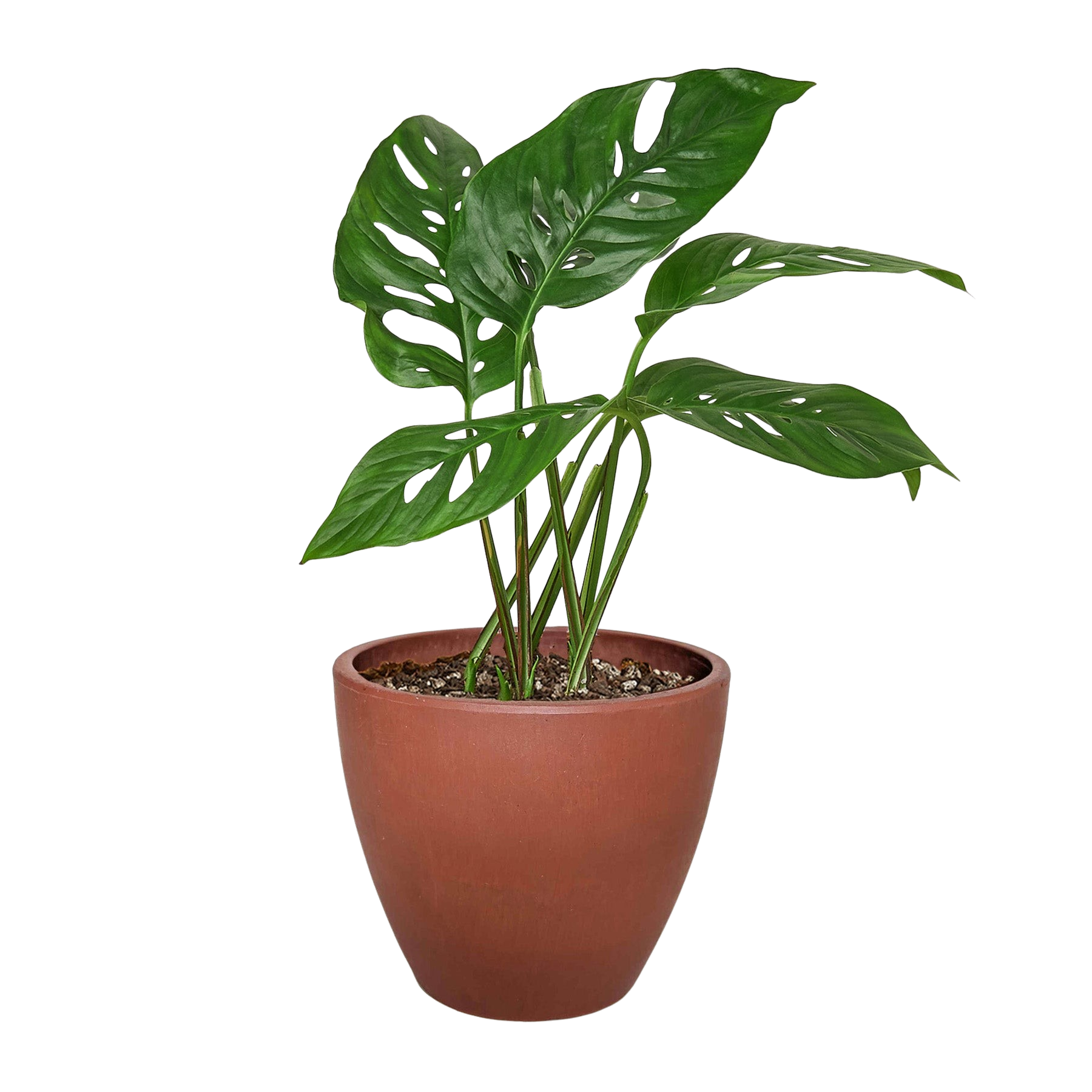 Monstera Adansonii 'Swiss Cheese' - Holiday Corner
