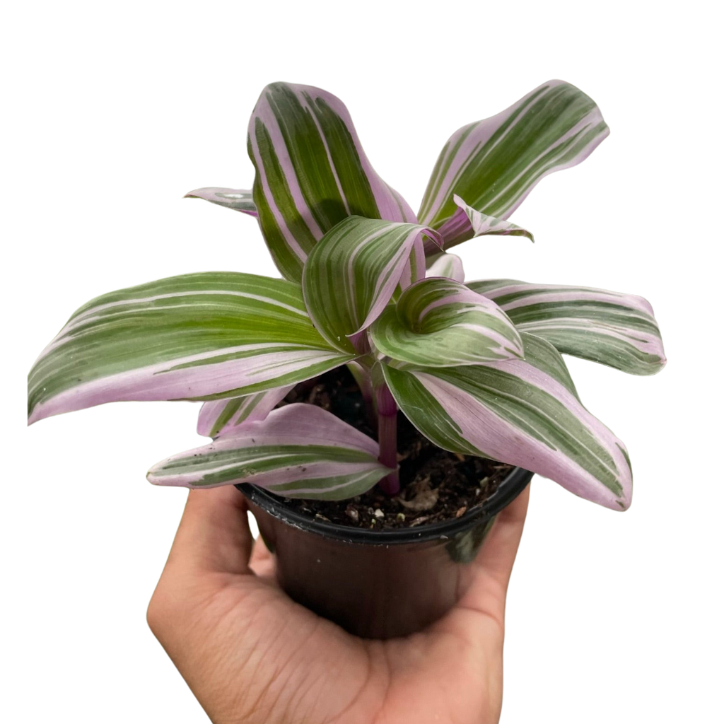 Tradescantia 'Nanouk' - Holiday Corner