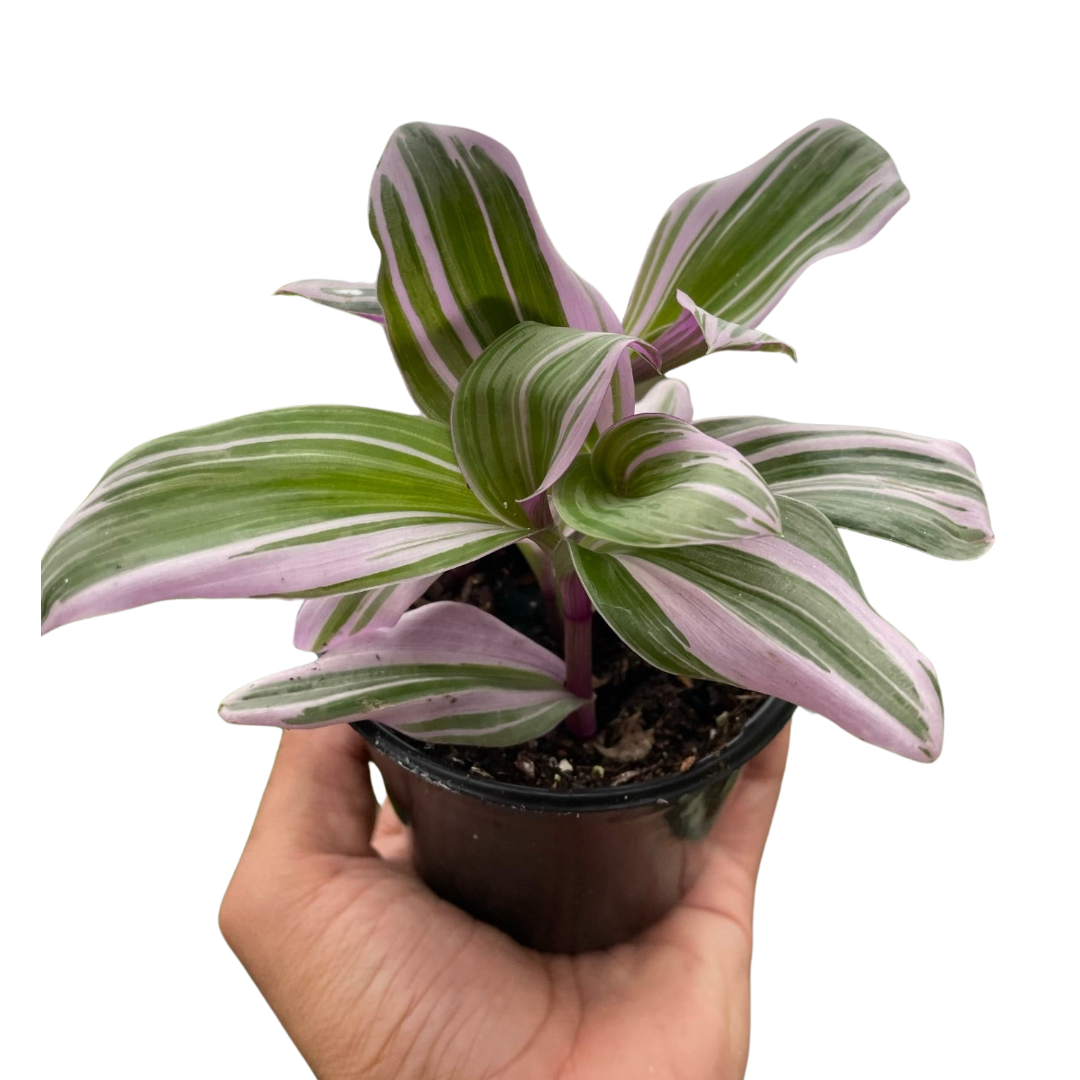 Tradescantia 'Nanouk' - Holiday Corner