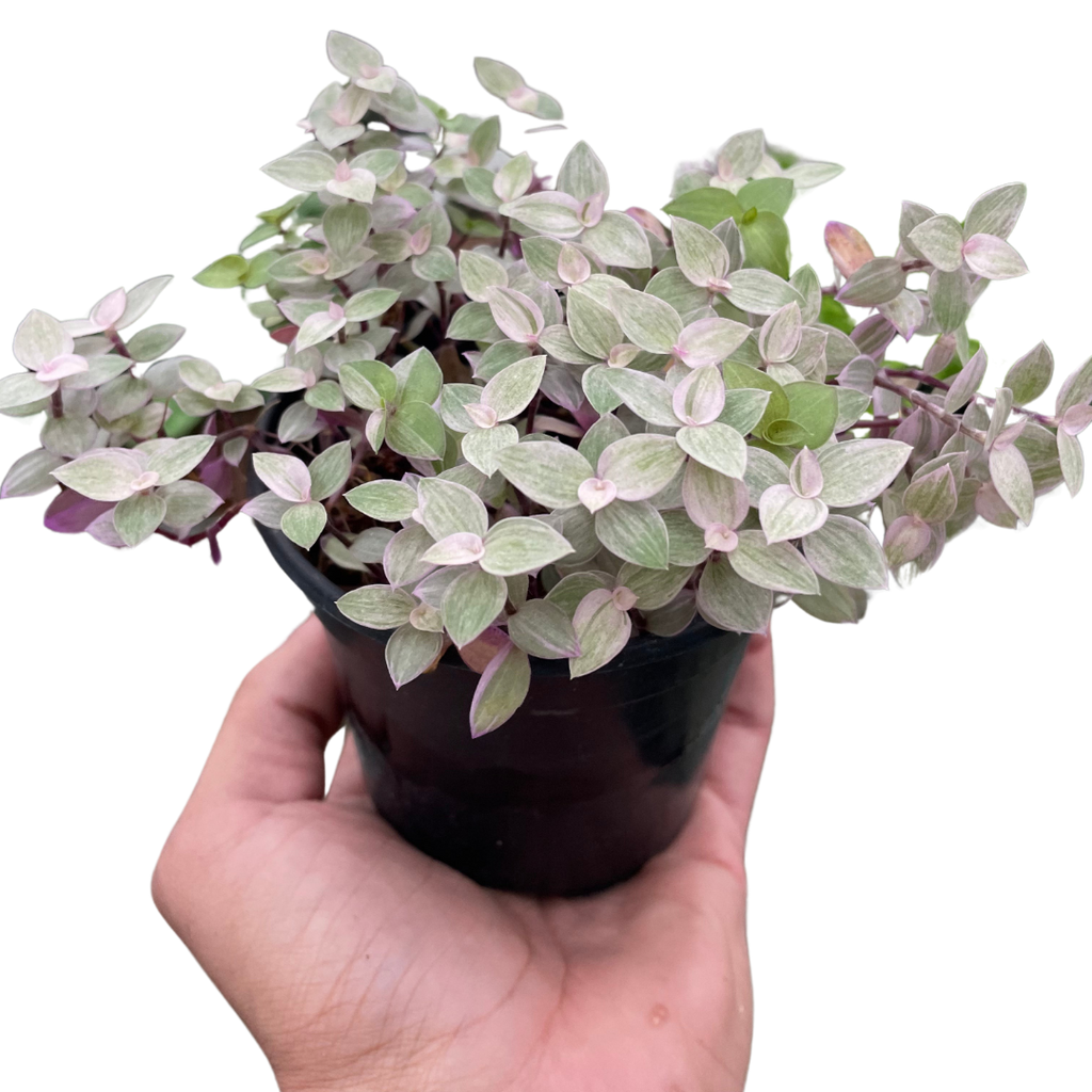 Tradescantia Callisia 'Pink Panther' - Holiday Corner