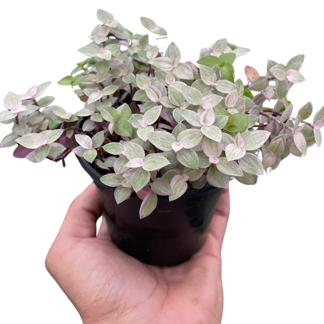 Tradescantia Callisia 'Pink Panther' - Holiday Corner