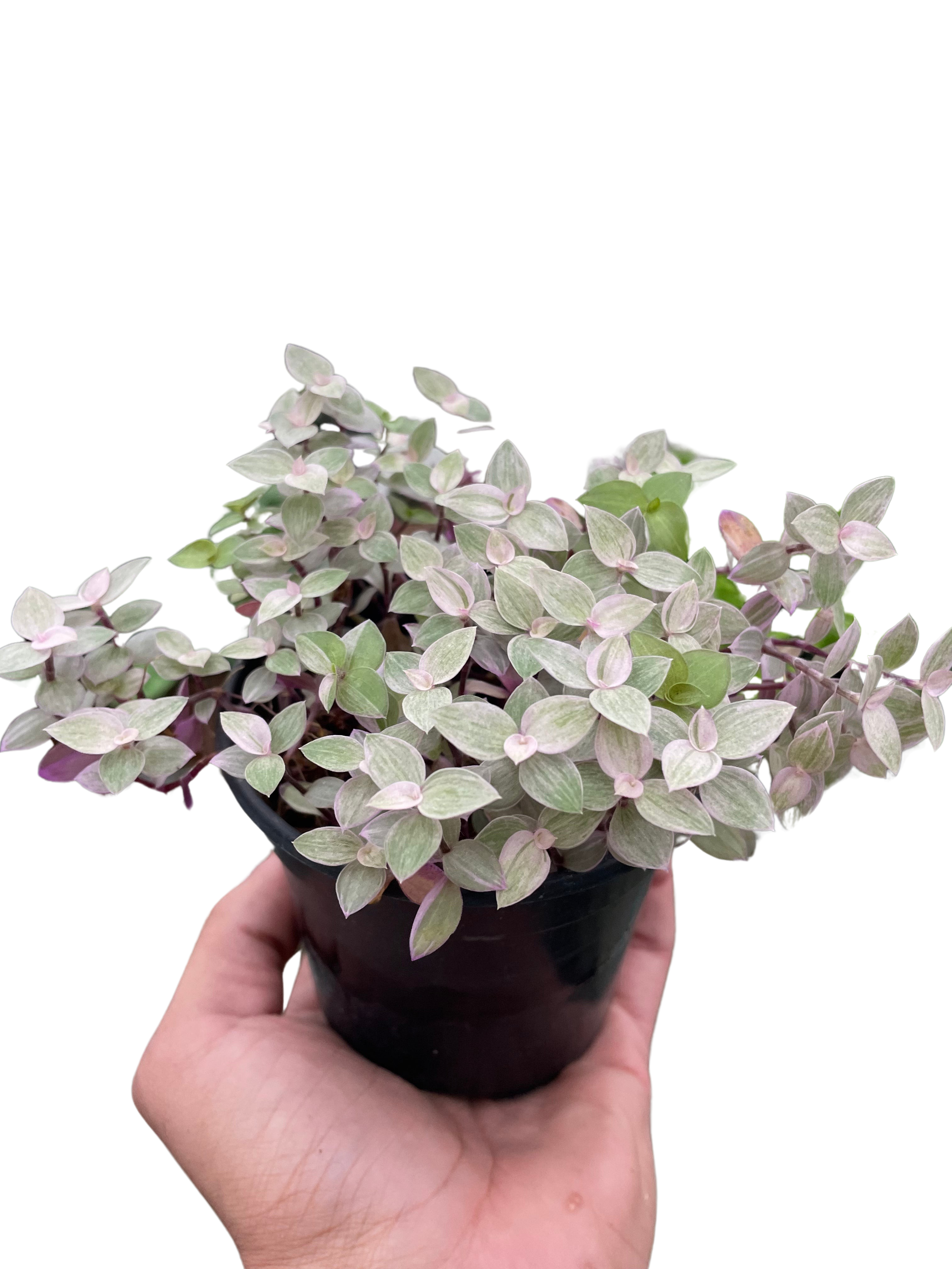 Tradescantia Callisia 'Pink Panther' - Holiday Corner
