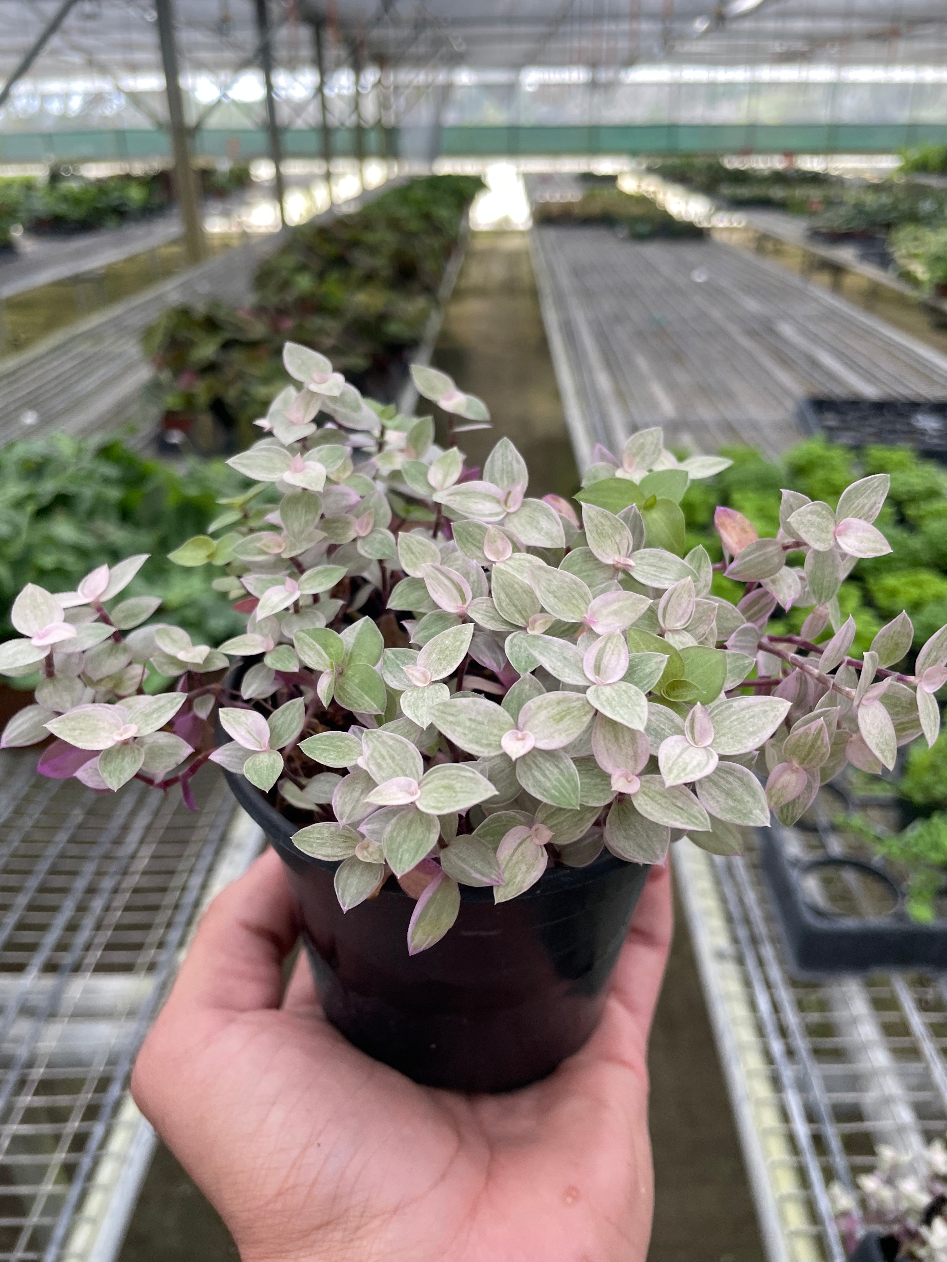 Tradescantia Callisia 'Pink Panther' - Holiday Corner
