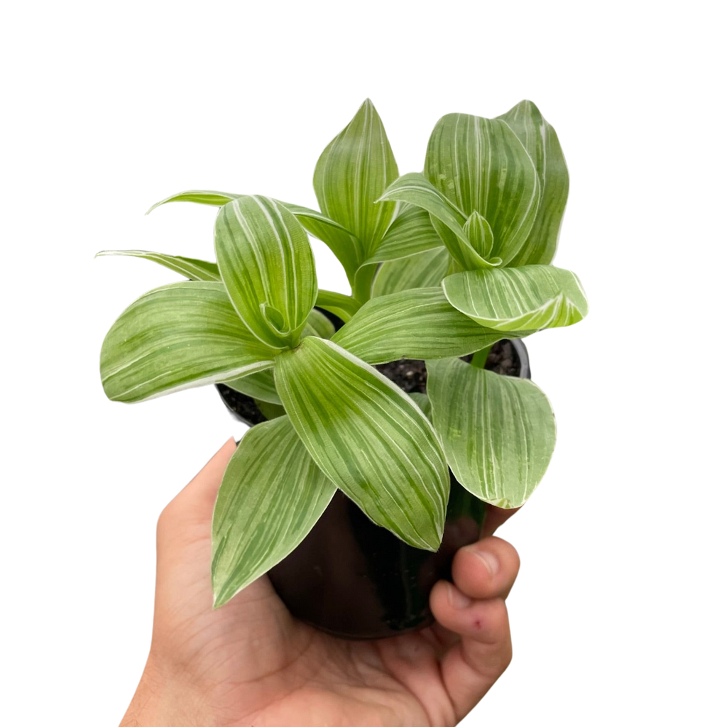 Tradescantia 'Sanna' - Holiday Corner