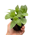 Tradescantia 'Sanna' - Holiday Corner