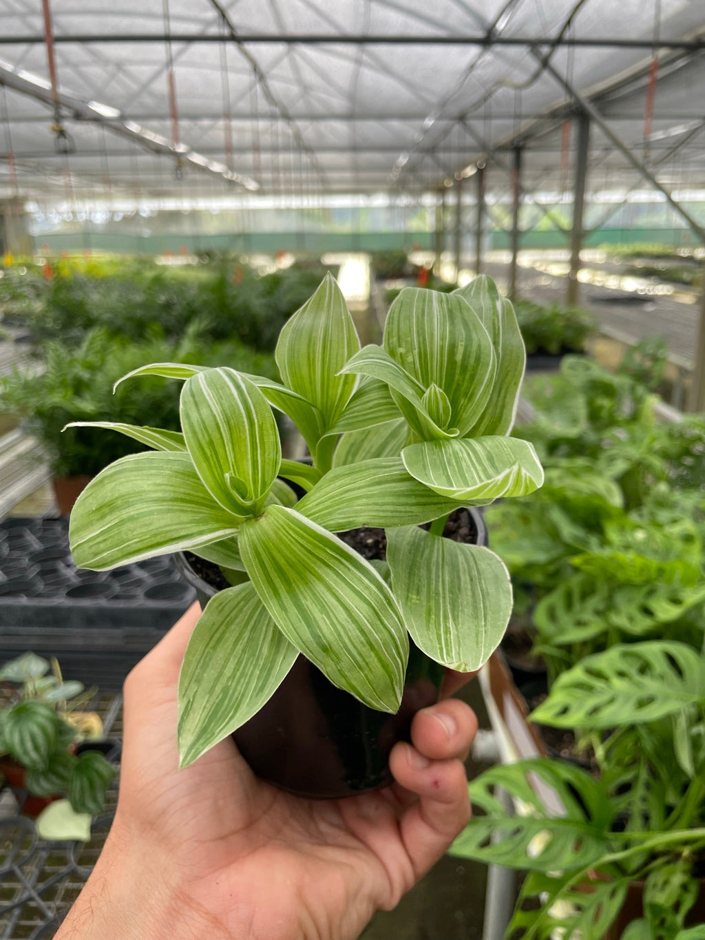 Tradescantia 'Sanna' - Holiday Corner
