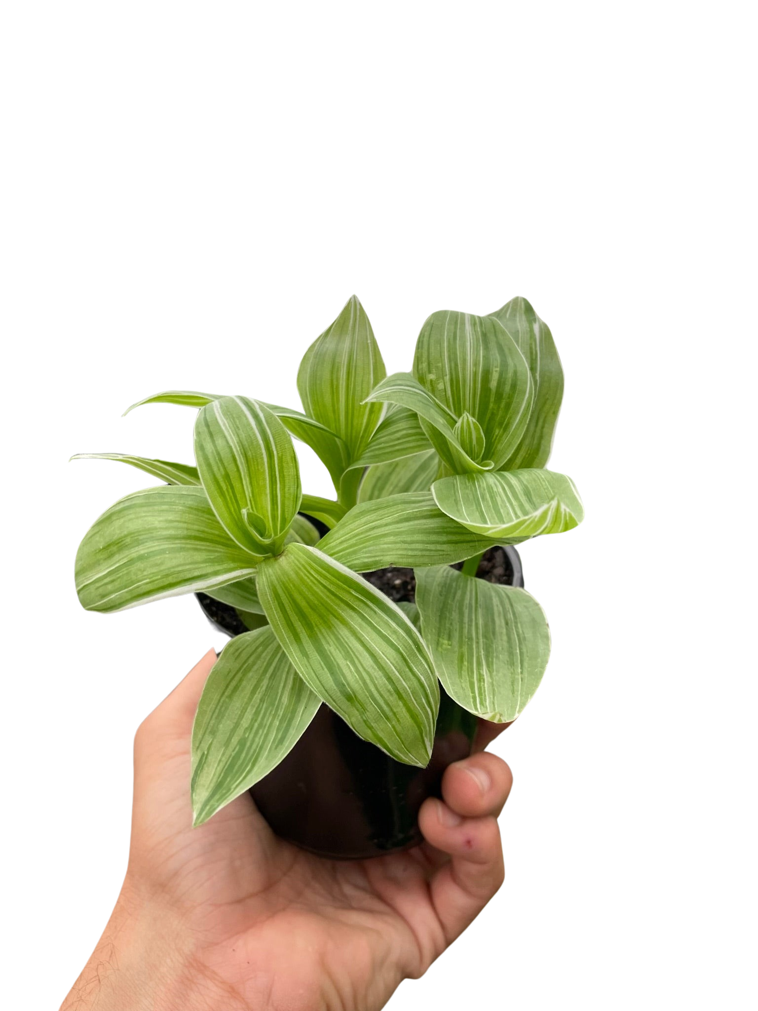 Tradescantia 'Sanna' - Holiday Corner