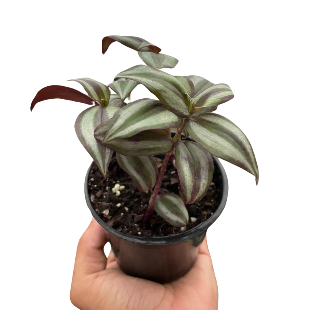 Tradescantia Zebrina 'Wandering Dude' - Holiday Corner