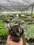 Tradescantia Zebrina 'Wandering Dude' - Holiday Corner