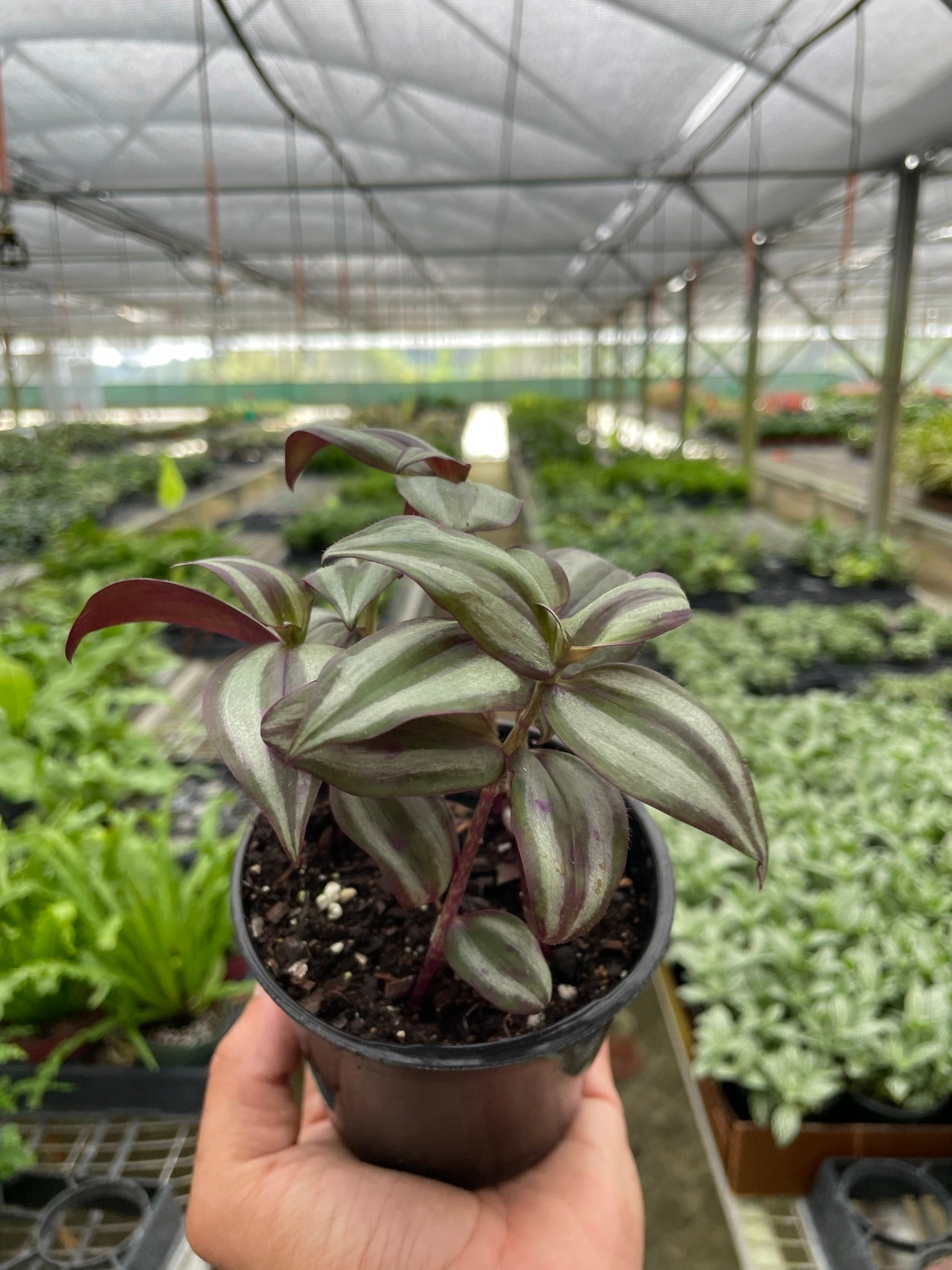 Tradescantia Zebrina 'Wandering Dude' - Holiday Corner