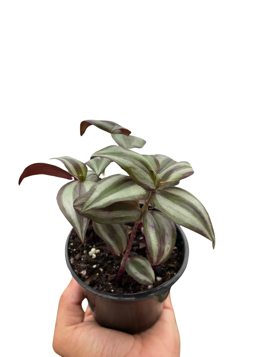 Tradescantia Zebrina 'Wandering Dude' - Holiday Corner