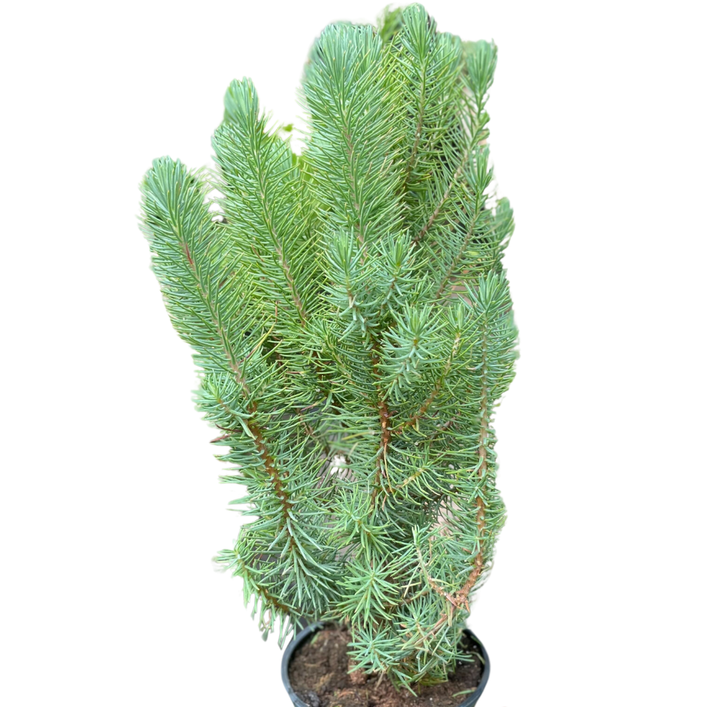 Blue Pine Trees - Holiday Corner