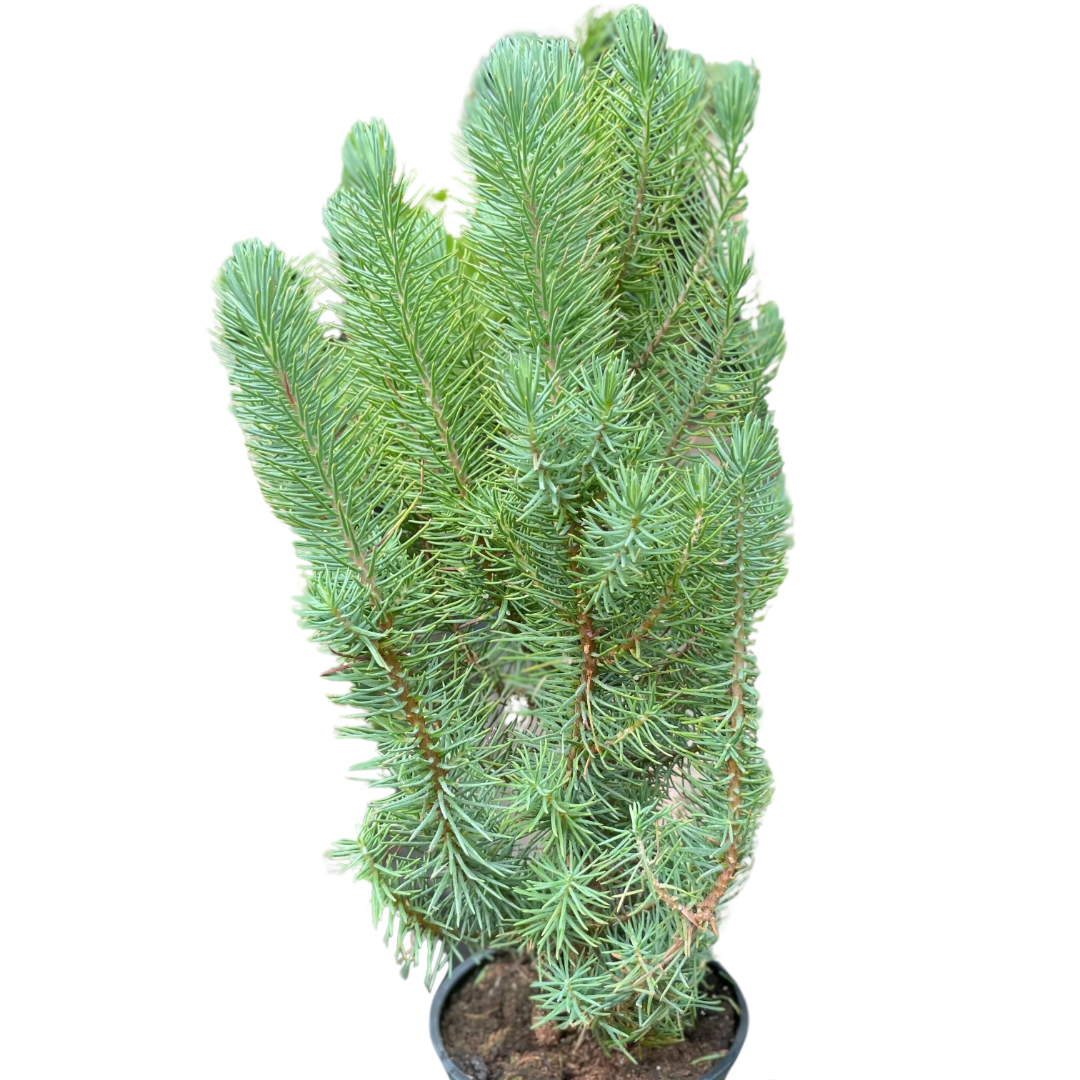 Blue Pine Trees - Holiday Corner