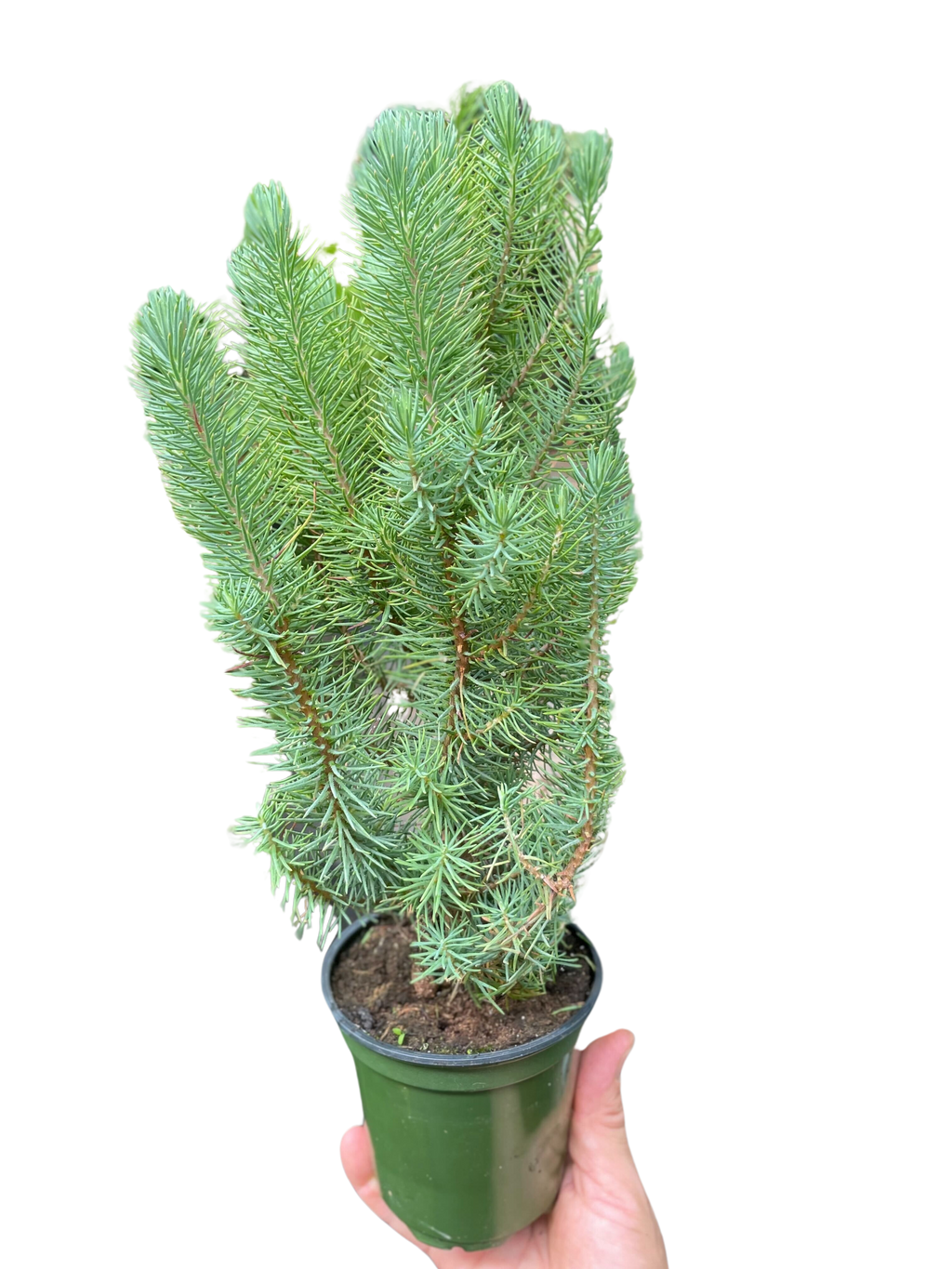 Blue Pine Trees - Holiday Corner