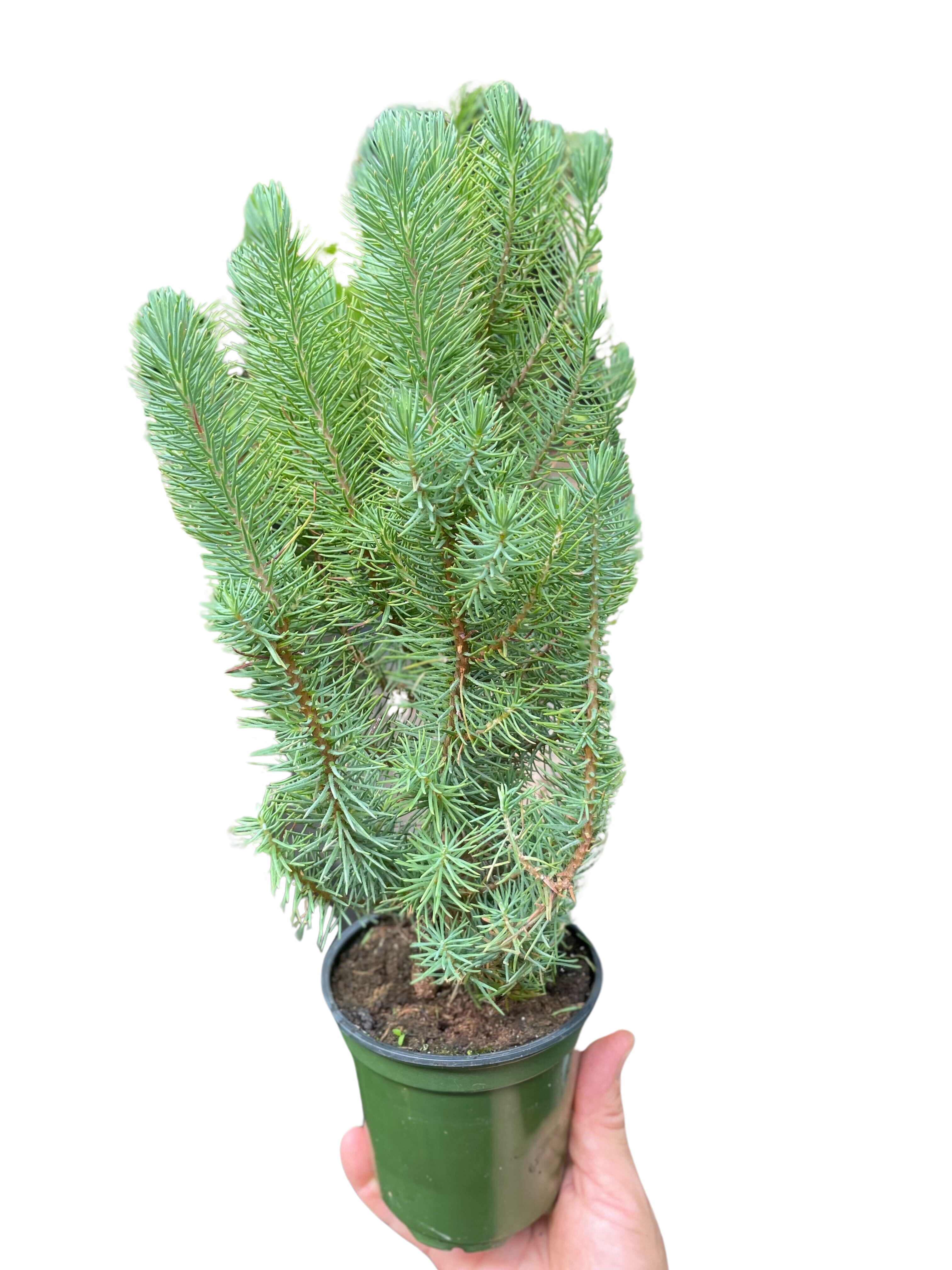 Blue Pine Trees - Holiday Corner