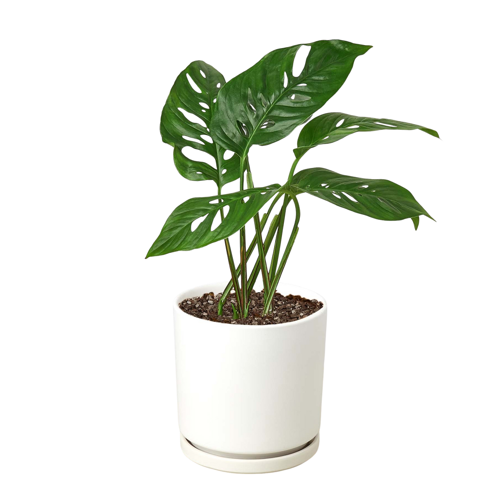 Monstera Adansonii 'Swiss Cheese' - Holiday Corner