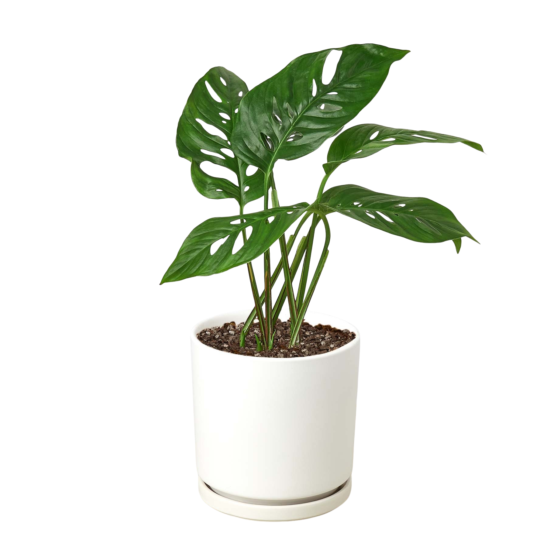 Monstera Adansonii 'Swiss Cheese' - Holiday Corner
