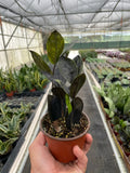 ZZ Zamioculcas 'Black Queen' - Holiday Corner