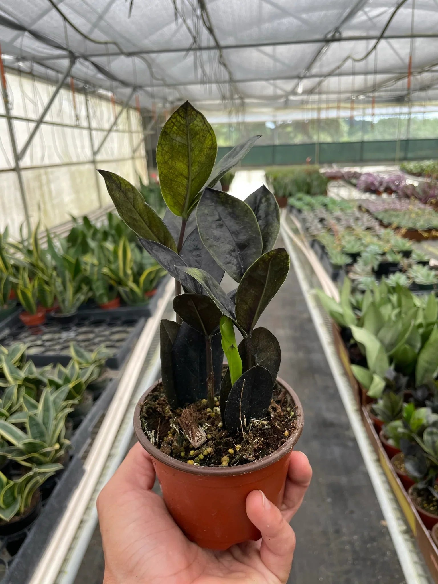 ZZ Zamioculcas 'Black Queen' - Holiday Corner