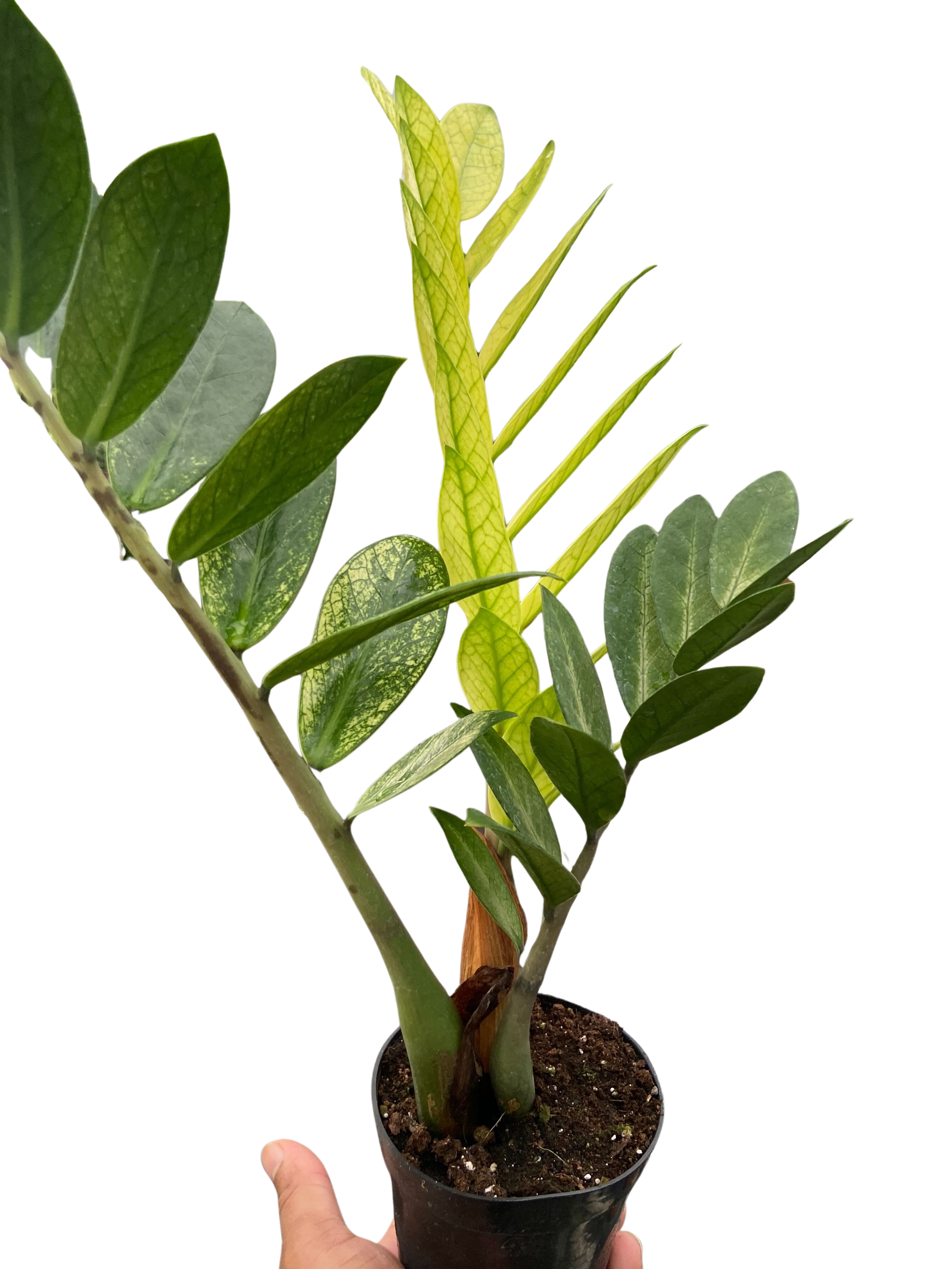 Zamioculcas 'Chameleon' - Holiday Corner
