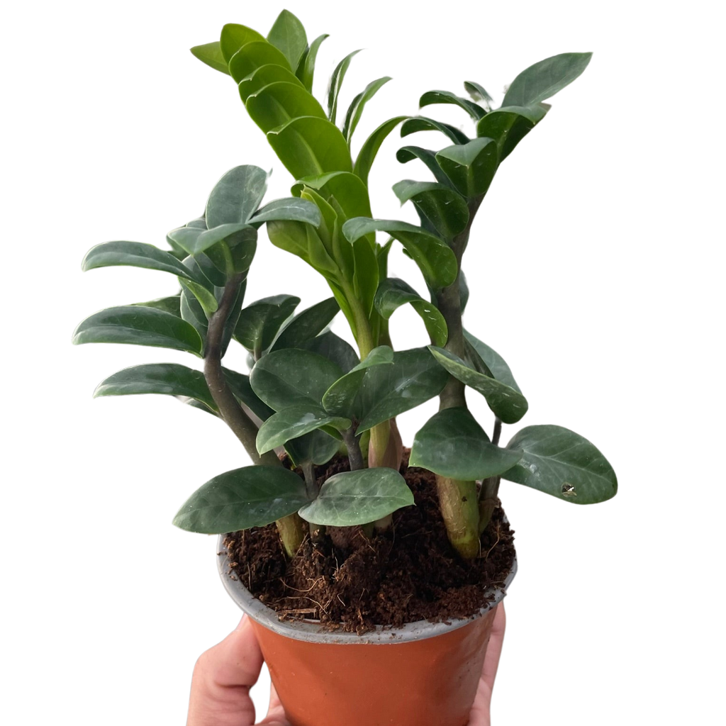 Zamioculcas zamiifolia 'Zenzi' - Holiday Corner