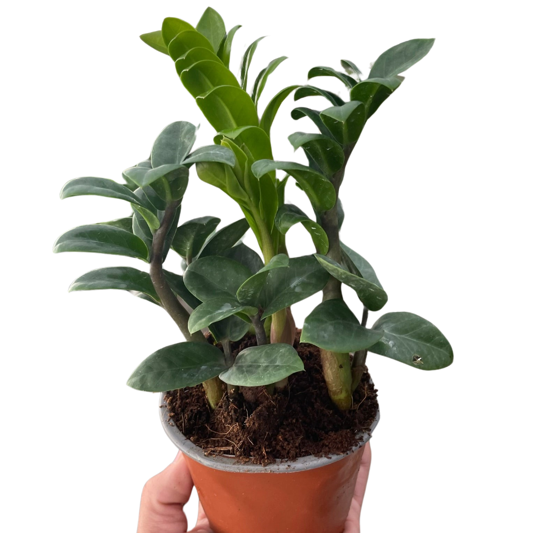 Zamioculcas zamiifolia 'Zenzi' - Holiday Corner