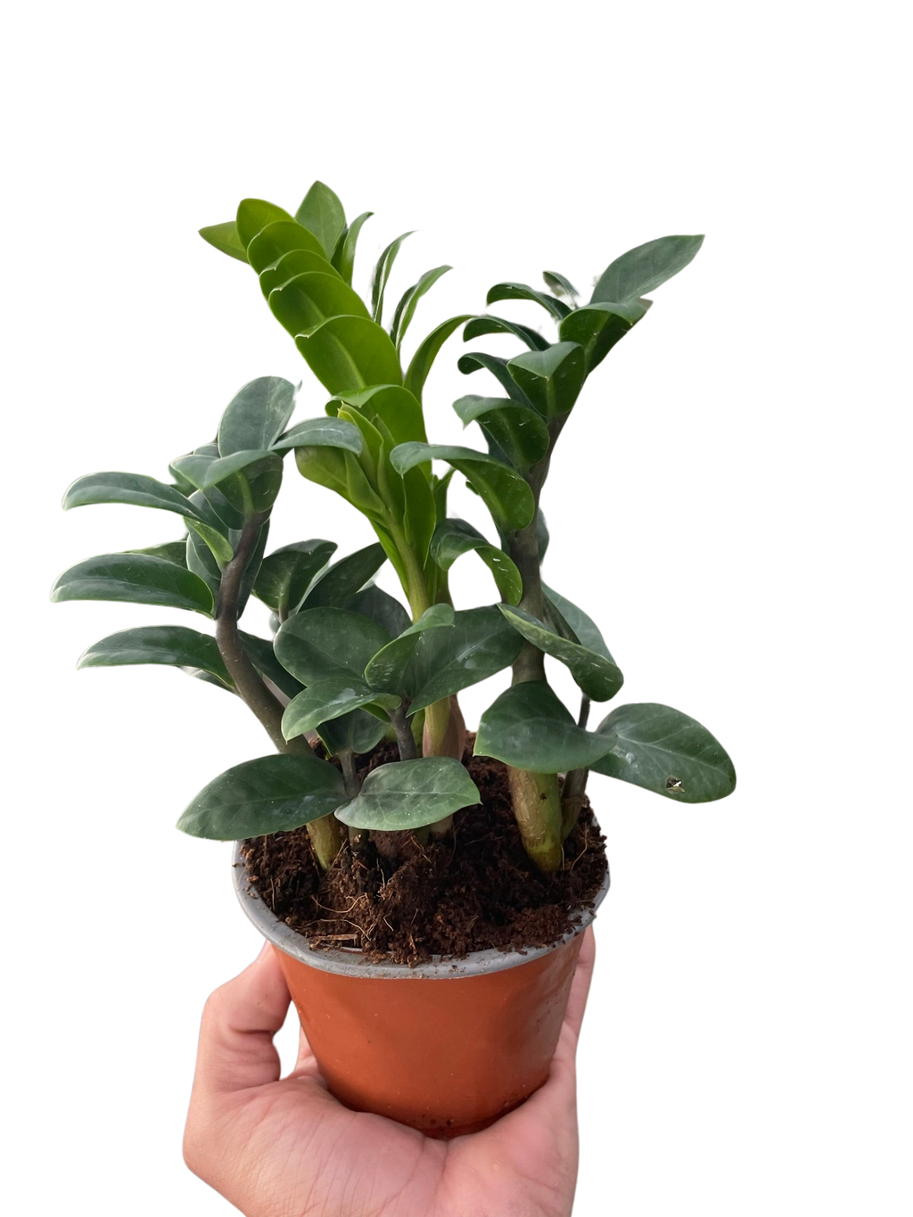 Zamioculcas zamiifolia 'Zenzi' - Holiday Corner