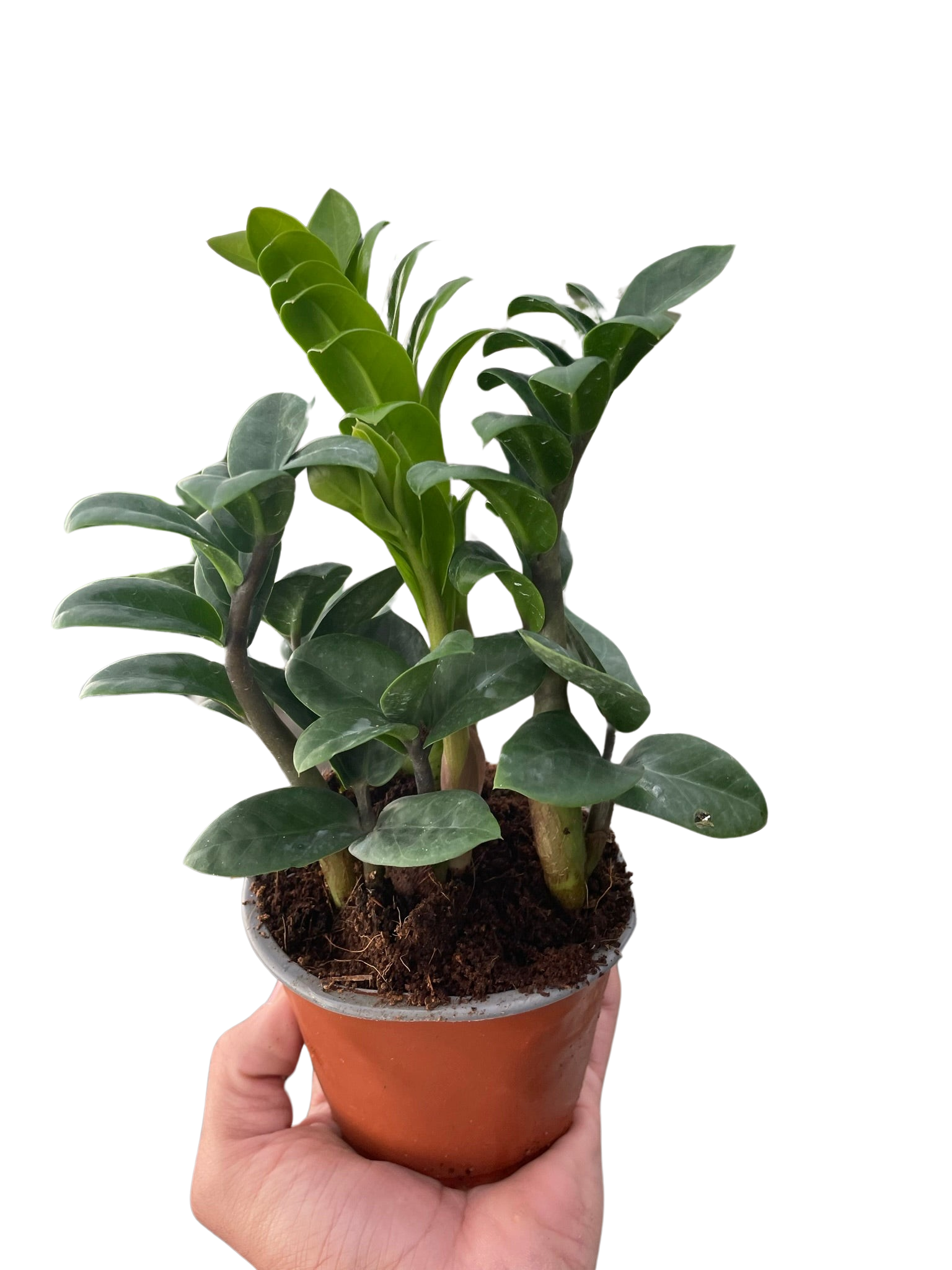 Zamioculcas zamiifolia 'Zenzi' - Holiday Corner