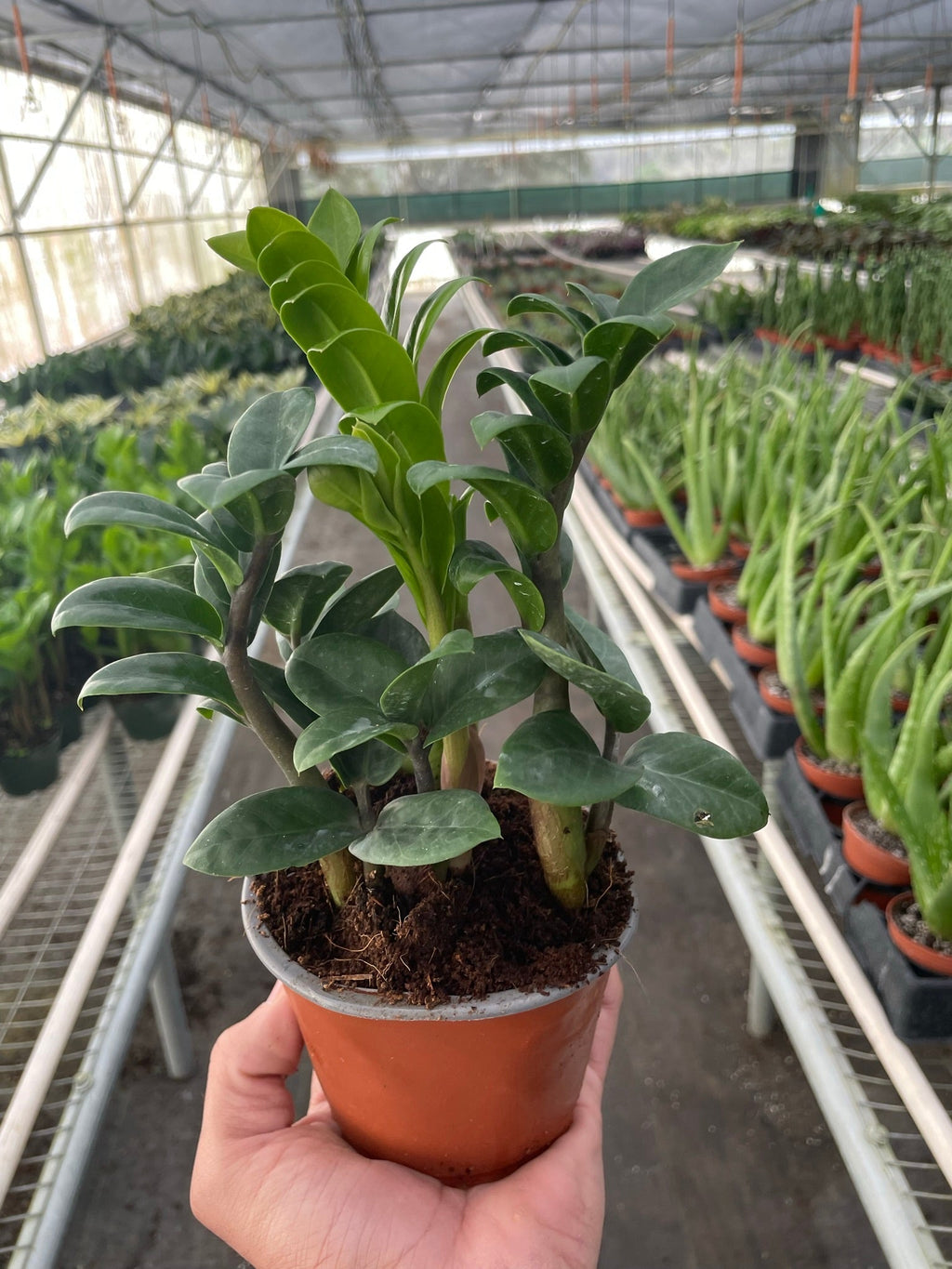 Zamioculcas zamiifolia 'Zenzi' - Holiday Corner