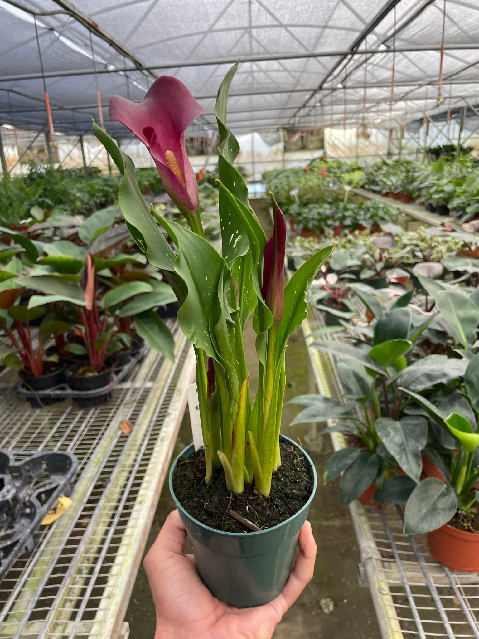 Calla Lily - Holiday Corner